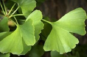 Τα φύλλα Ginkgo Biloba για ανάπτυξη πέους