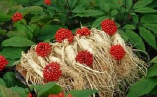 Το ginseng αυξάνει τη ροή του αίματος στο πέος